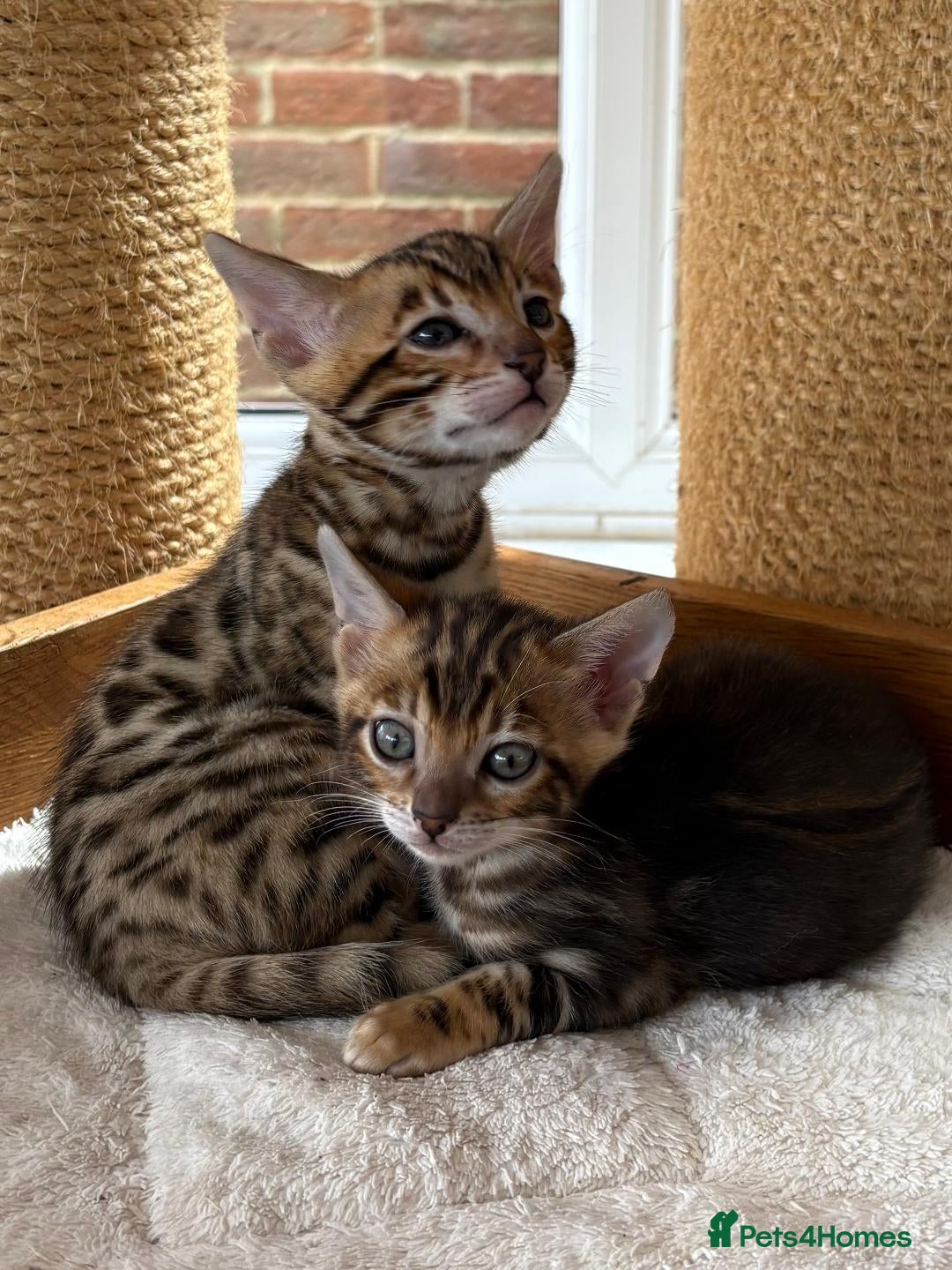 Bengal cats Bengal Kittens GCCF Registered - Advert 1