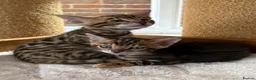 Bengal cats for sale: Bengal Kittens GCCF Registered - Advert 2