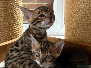 Bengal cats Bengal Kittens GCCF Registered - Advert 1