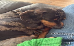 Dachshund dogs for sale: 22 month old Dapple Dachshund  - Image 4