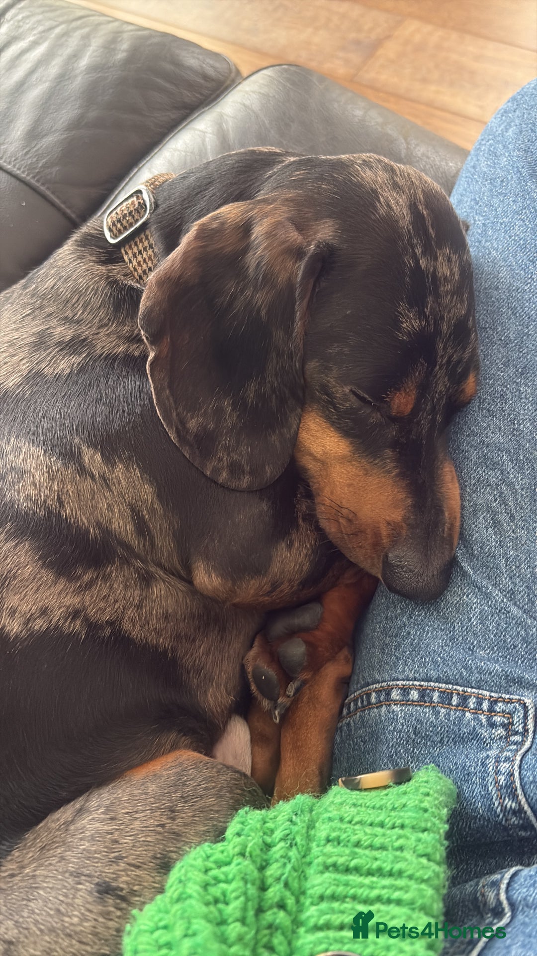Dachshund dogs for sale: 22 month old Dapple Dachshund  - Image 4