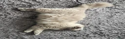 Ragdoll cats for sale: Lovely Litter of 3 Kittens Looking for Loving Home - Advert 19