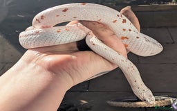 Snake reptiles for sale: Corn snakes for sale  - Advert 1