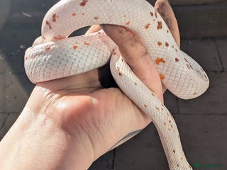 Snake reptiles Corn snakes for sale - Advert 1