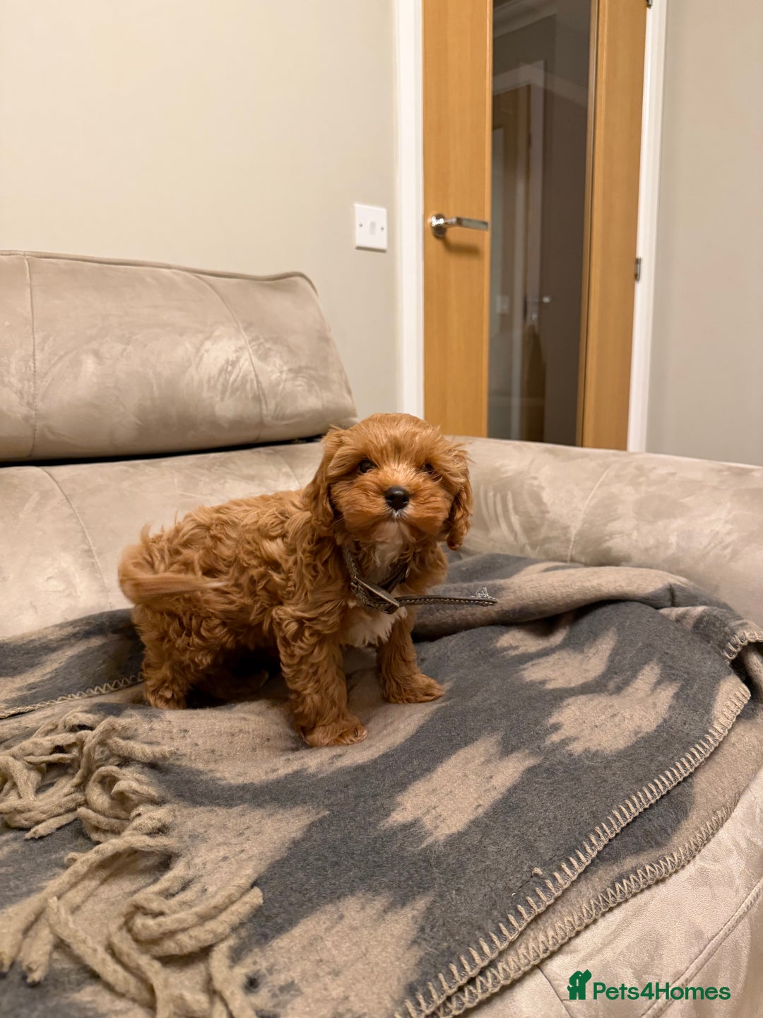 Cavapoo dogs for sale: F1 Cavapoo  - Advert 4