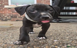 Mixed Breed dogs for sale: Staff cross pups - Image 19