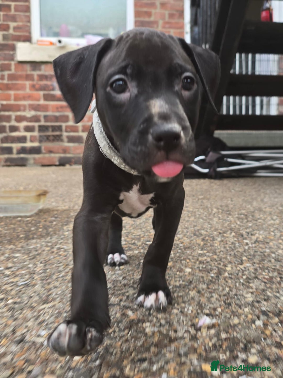 Mixed Breed dogs for sale: Staff cross pups - Image 19