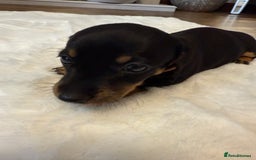 Dachshund dogs for sale: Dachshunds for sale   - Image 19