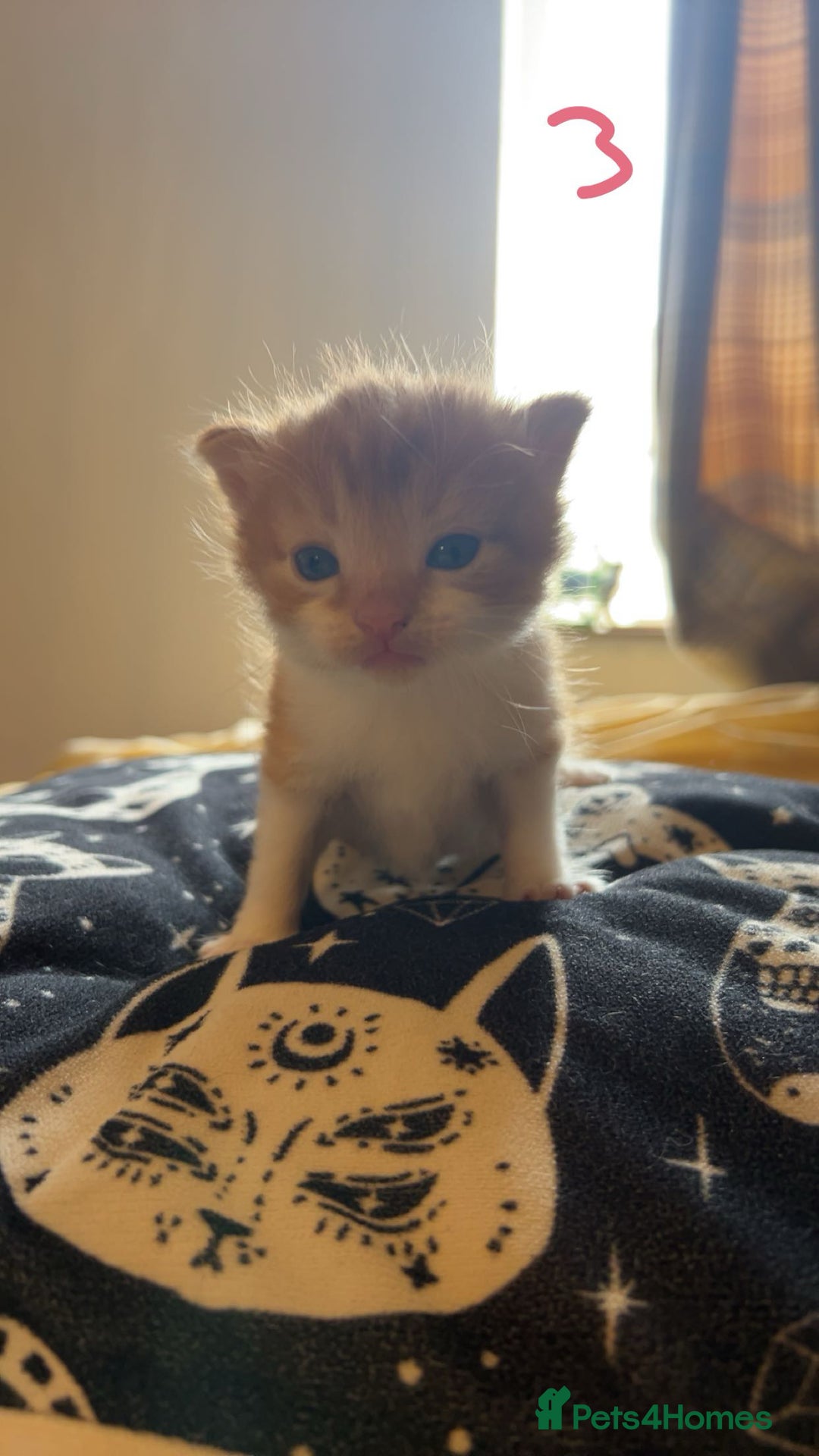Maine Coon cats for sale: 1 GIRL / 5 BOYS - Image 5