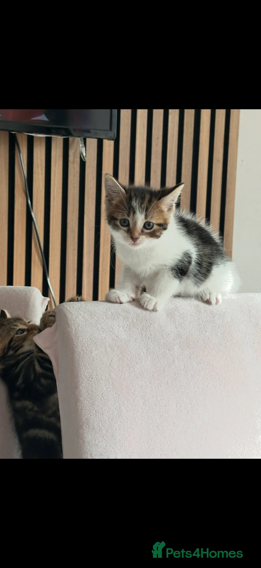 Mixed Breed cats for sale: 2 males left. Can deliver,Ready now.  - Advert 25
