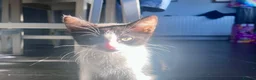 Mixed Breed cats for sale: Playful Male Kitten - Advert 4
