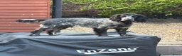 Cocker Spaniel dogs for stud: Cocker Spaniel stud  - Advert 4