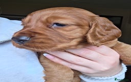 Cocker Spaniel dogs for sale: Working Cocker Spanial Puppies - Image 4