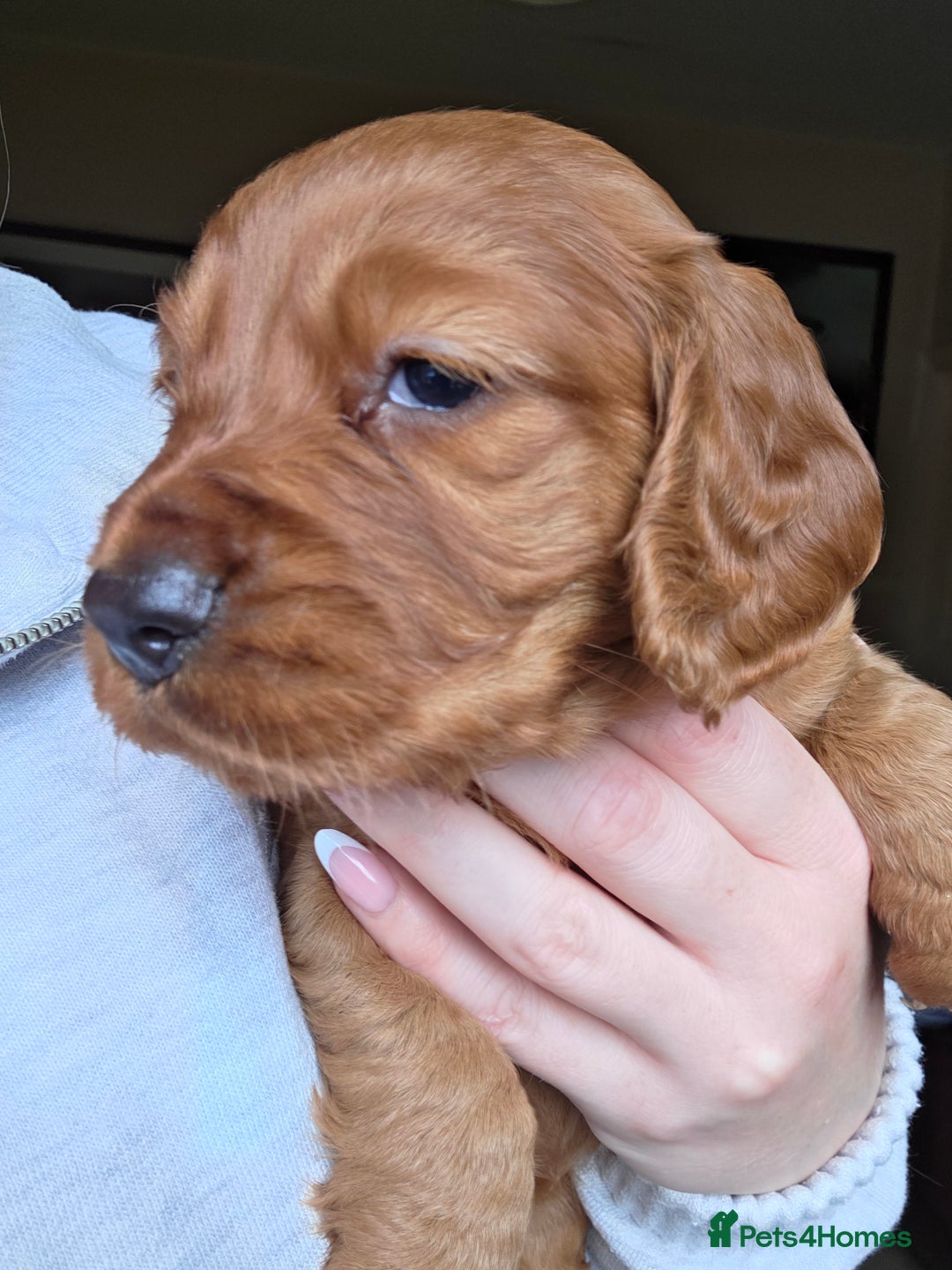 Cocker Spaniel dogs for sale: Working Cocker Spanial Puppies - Image 4
