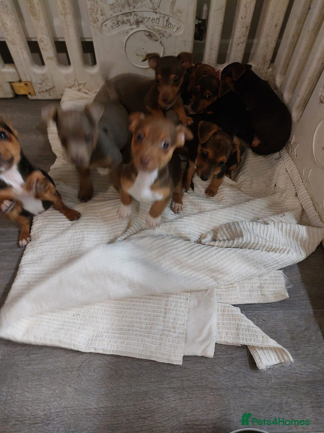 Jack Russell dogs for sale: Beautiful miniature pure Jack Russell’s  - Advert 1