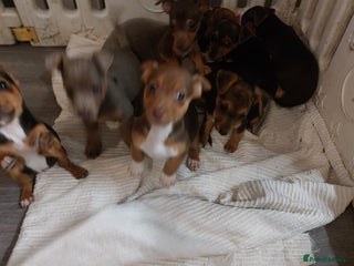 Jack Russell dogs Beautiful miniature pure Jack Russell’s - Advert 1