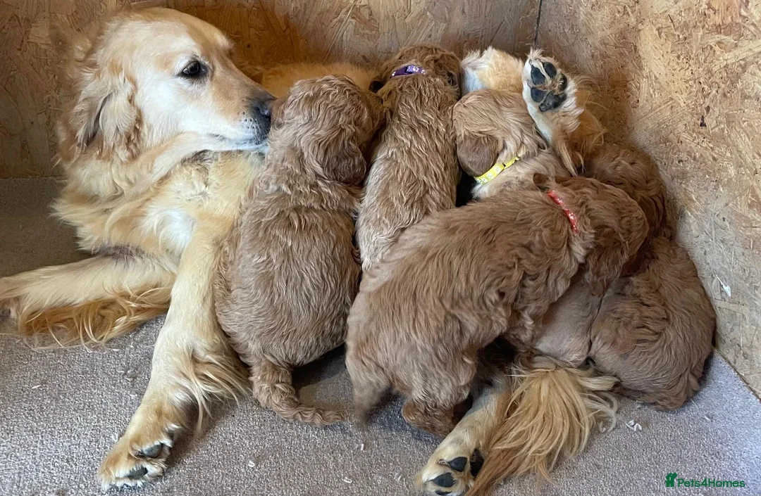 Mini Goldendoodle dogs for sale: Beautiful f1 miniature Goldedendoodle puppies in Ashford - Advert 7