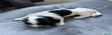 Cocker Spaniel 4