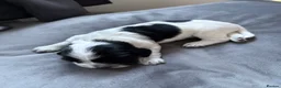 Cocker Spaniel dogs for sale: 7 beautiful cocker spaniels  - Advert 5