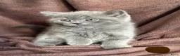 British Shorthair cats for sale: British shorthaired kittens for sale British blues - Advert 2
