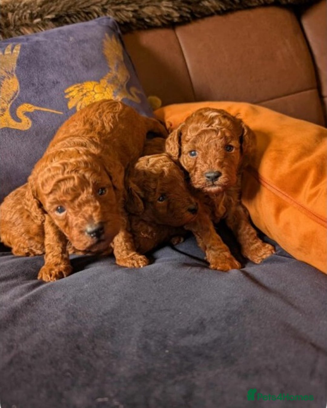 Toy Poodle dogs for sale: Outstanding Toy Poodle puppies – 1 boy and 2 girls - Advert 4