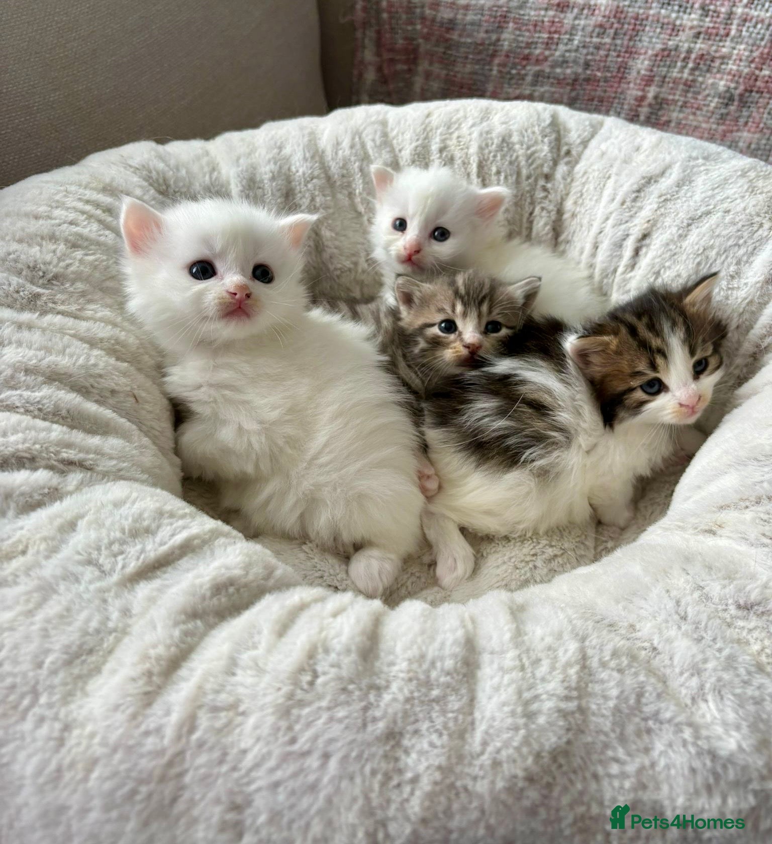 Siberian cats Four Fluffy kittens - Advert 1