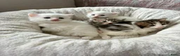 Siberian cats for sale: Four Fluffy kittens - Advert 1