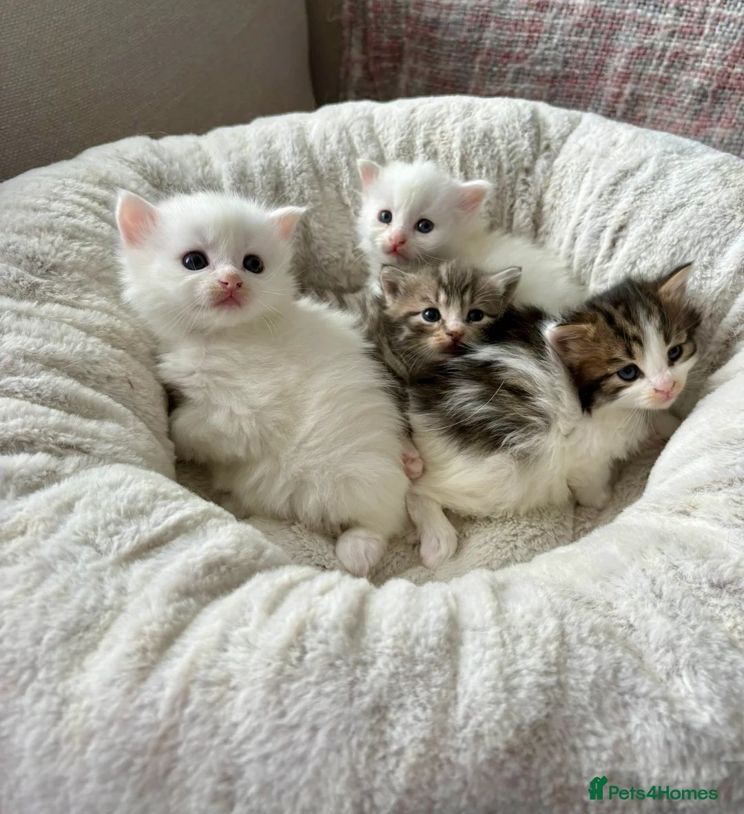 Siberian cats for sale: Four Fluffy kittens - Advert 1