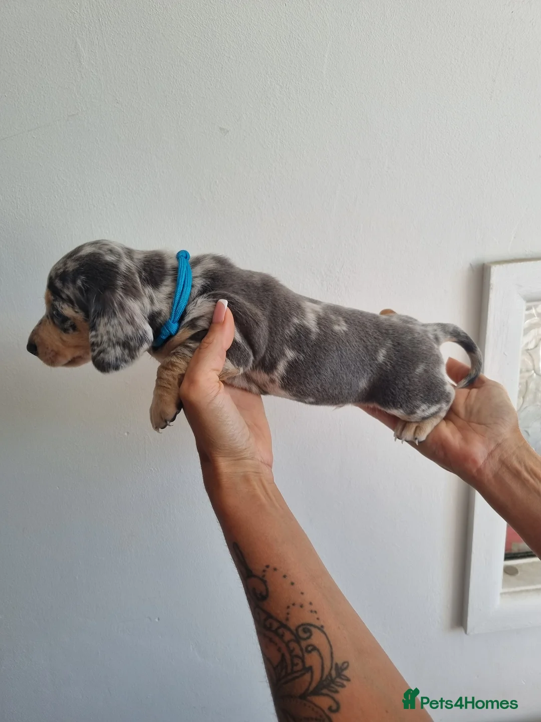 Dachshund dogs for stud: Kc Miniature smooth dacshund stud in Brierley Hill - Advert 6