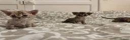 Devon Rex cats for sale: 2026 Devon Rex litters  - Advert 26