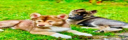 Mixed Breed dogs for sale: 2 Malamute cross akita age 4 nearly 5 - Advert 3