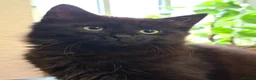 British Longhair cats for sale: Cute fluffy black/ brown kittens  - Advert 3