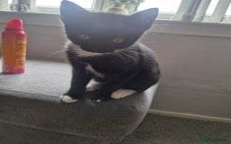 Domestic Shorthair cats for sale: 14 week old female kitten - Image 1