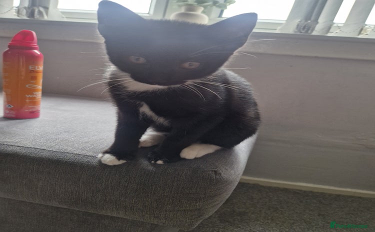 Domestic Shorthair cats - Advert 1