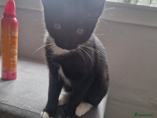 Domestic Shorthair cats - Advert 9