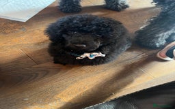 Mixed Breed dogs for sale: Shih poo  - Image 6