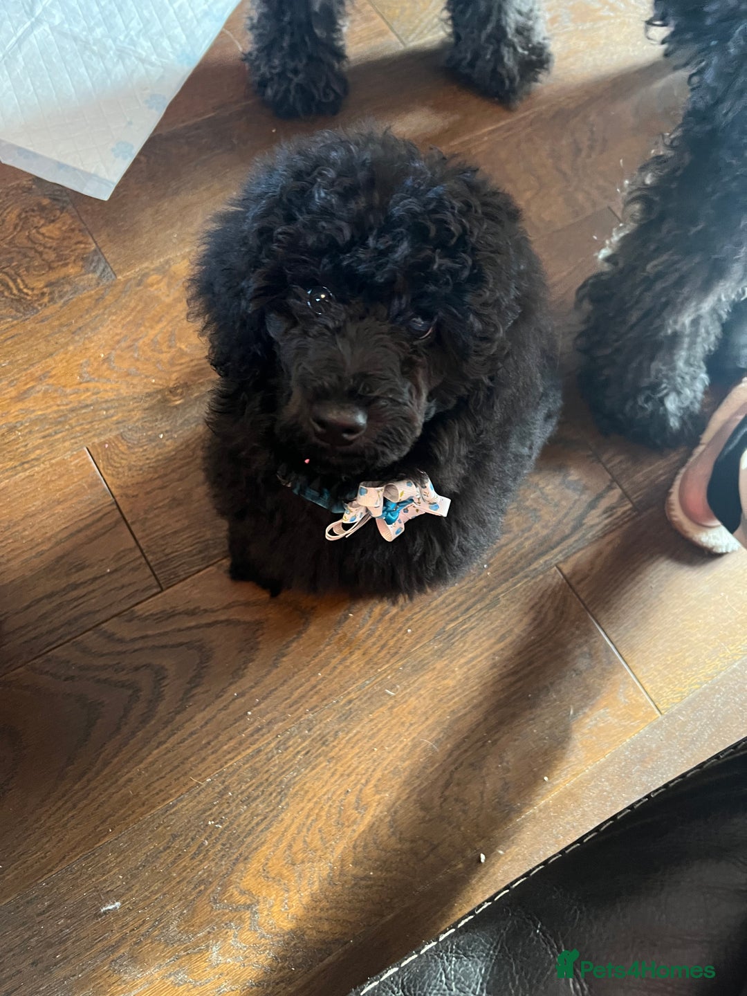 Mixed Breed dogs for sale: Shih poo  - Image 6