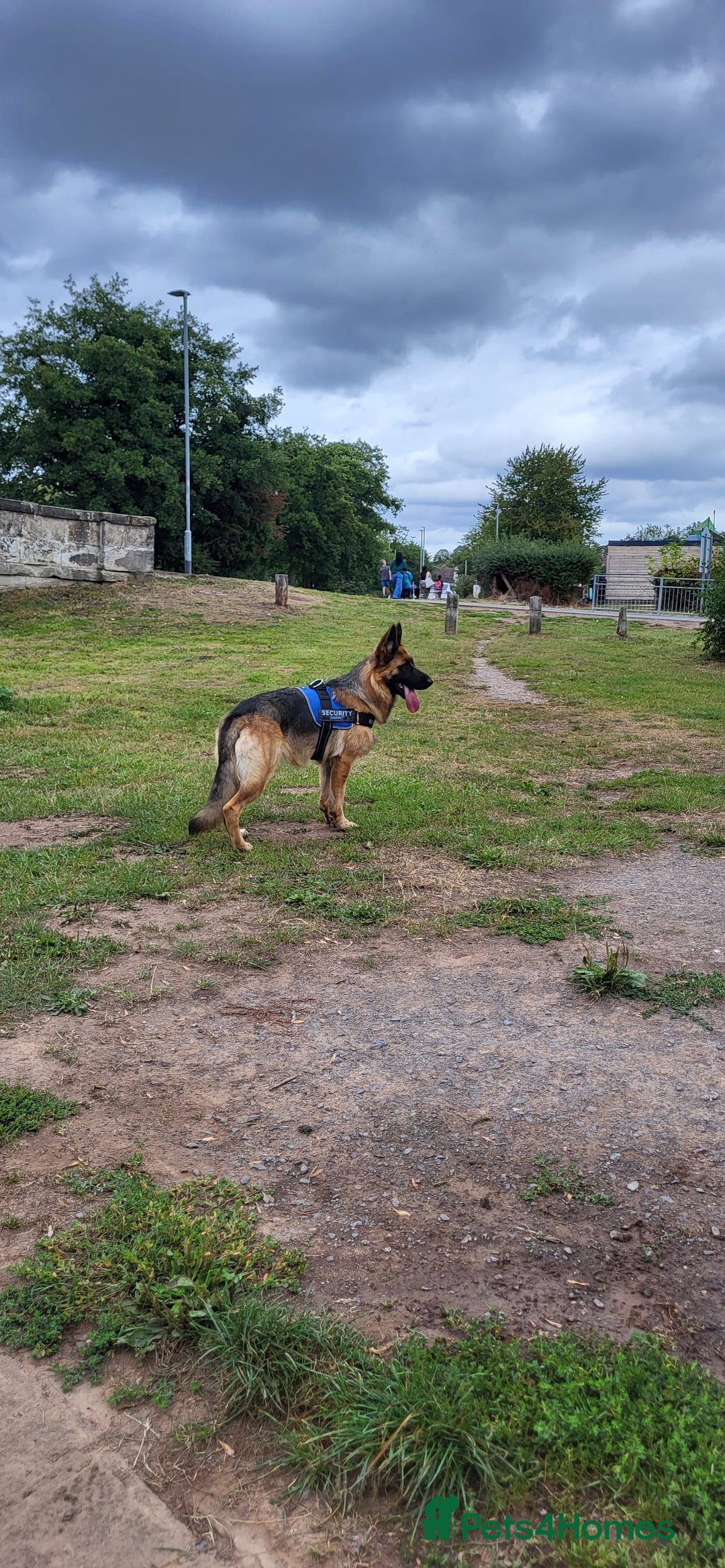 German Shepherd dogs for sale: Friendly Female German Shepherd –Strong Bloodlines - Advert 5