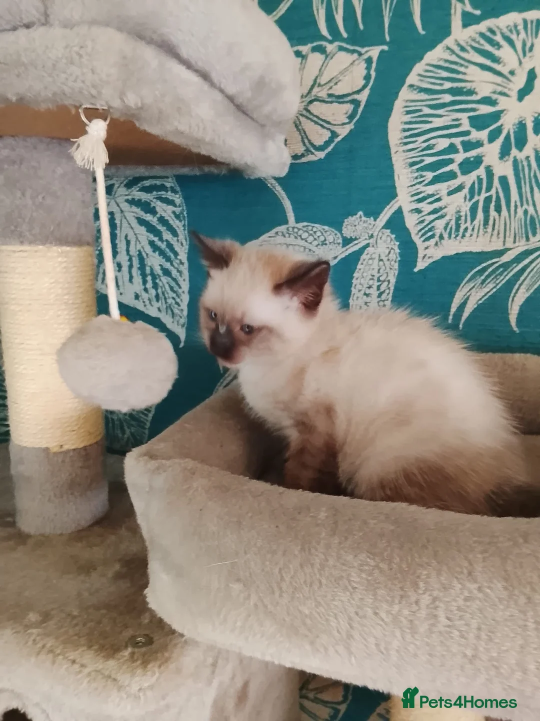 Siamese cats for sale: (1 Left)beautiful Kitten Lokking forever Home 🏡❤️ - Advert 4