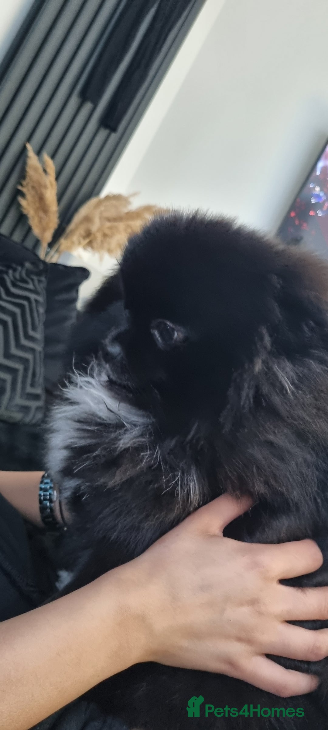 Pomeranian dogs for sale: 2 pomeranian bitches for sale - Image 12