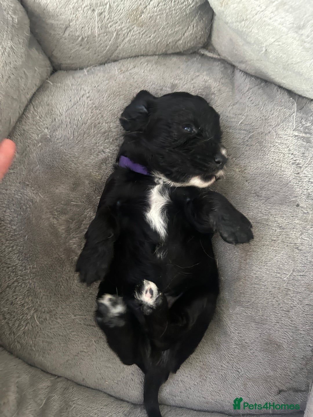 Cocker Spaniel dogs for sale: 🐾 Beautiful Cocker Spaniel Puppies 🐶 - Image 7