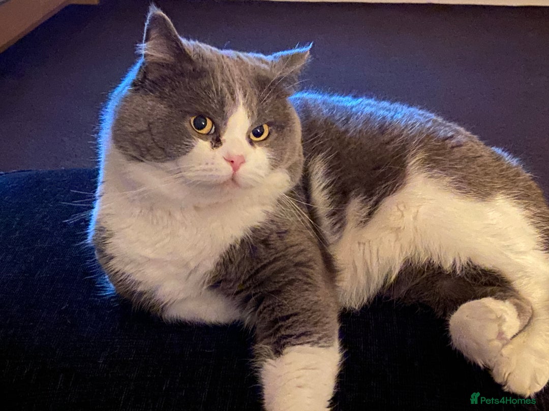 Ragdoll cats for sale: 7yr old Brothers need new home!! - Image 4