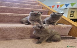 Scottish Fold cats for sale: 1 BSH Boy AVAILABLE. in Sheffield - Image 6