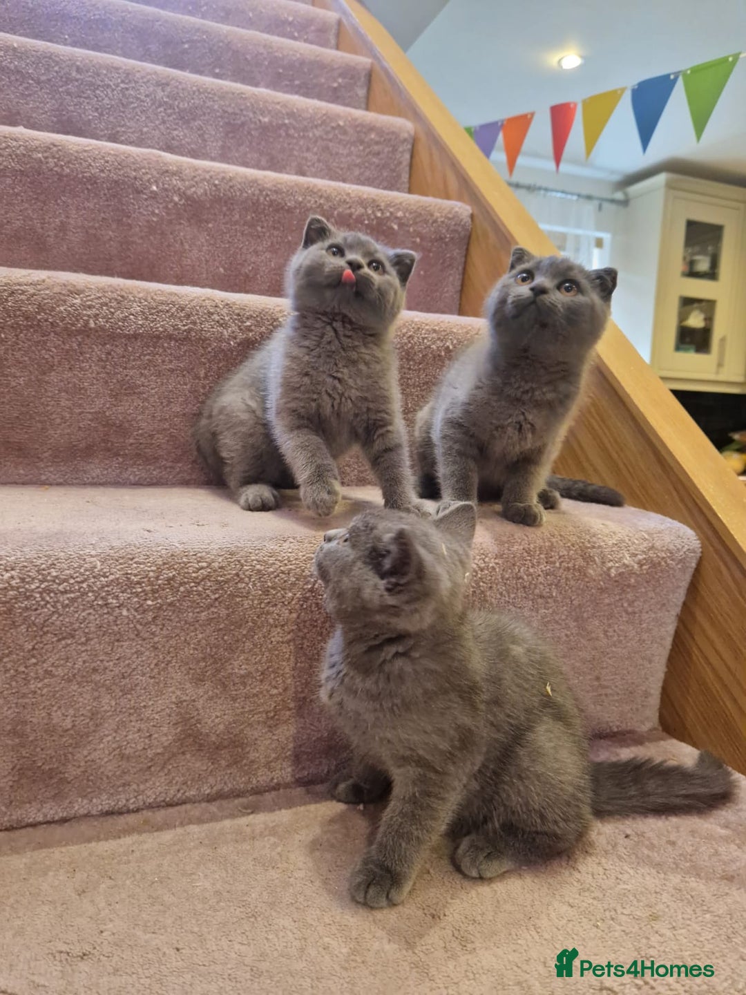 Scottish Fold cats for sale: 1 BSH Boy AVAILABLE. in Sheffield - Image 6
