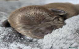 Staffordshire Bull Terrier dogs for sale: Stunning KC Staffs Very Unique colours - Image 23