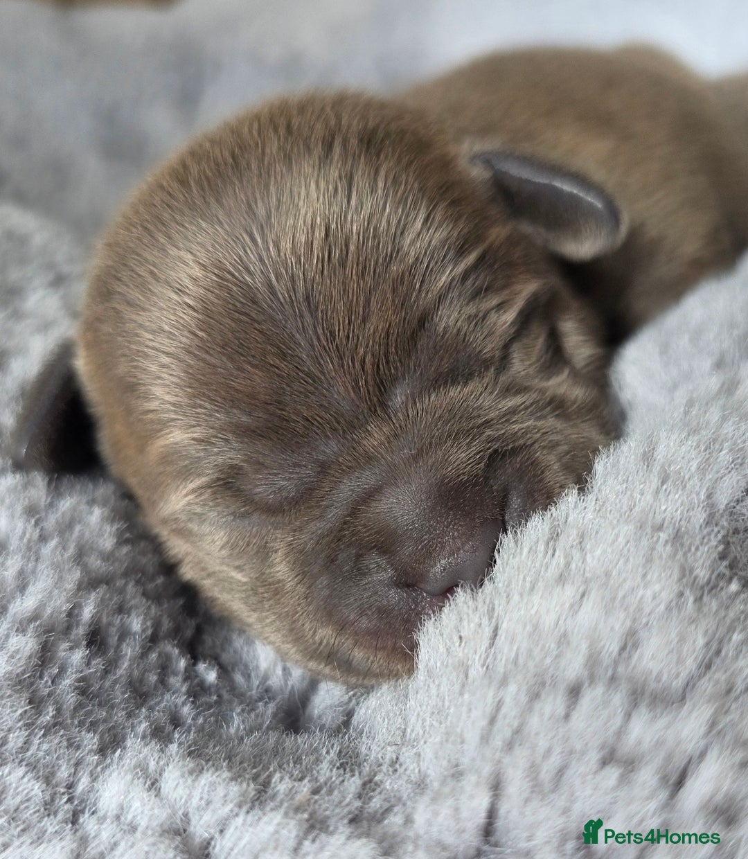 Staffordshire Bull Terrier dogs for sale: Stunning KC Staffs Very Unique colours - Image 23