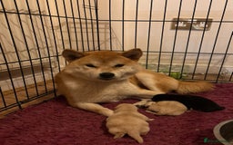 Japanese Shiba Inu dogs for sale: Health tested Japanese Shiba Inu  - Image 3
