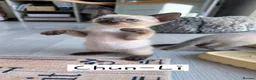 Siamese cats for sale: 4 Beautiful Siamese Kittens for sale ⭐️⭐️⭐️⭐️⭐️ - Advert 4