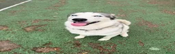 Siberian Husky dogs for sale: Male Siberian Husky - Advert 1
