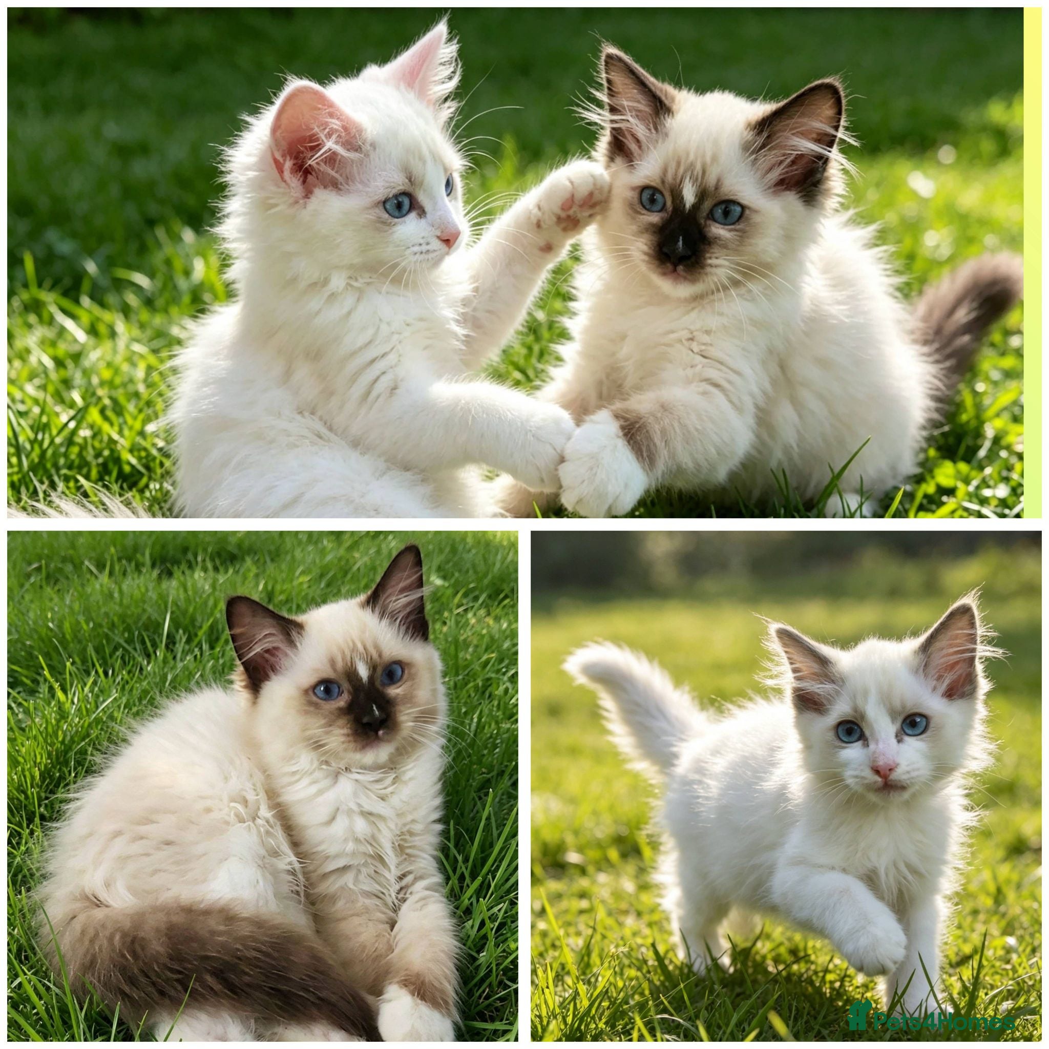 Ragdoll cats RAGDOLLS GIRL SEAL POINT BICOLOUR BLUE EYES  - Advert 1